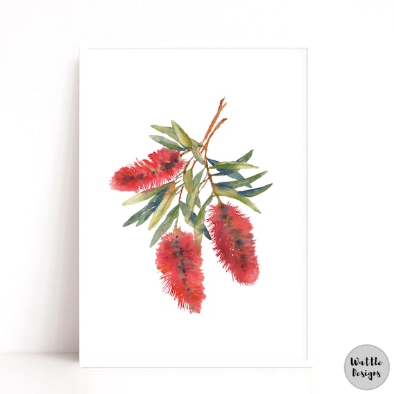 Australian Botanical Art, Crimson Bottle Brush Plant Watercolour Print, Red and Green Art Print