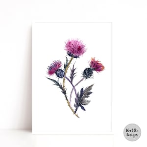 Scottish Thistle Watercolour Art Print: Purple Floral Artwork