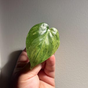Variegated Heart leaf philodendron cuttings