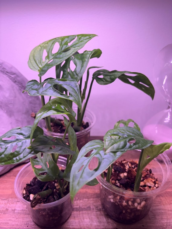 albuca spiralis plant Albuca spiralis (Corkscrew Albuca or Frizzle Sizzle) – Happy Houseplants