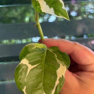 Manjula, variagated heart leaf, Cebu Blue, Snow Queen, Devils Ivy Pothos plant cuttings