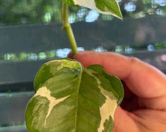 Manjula, variagated heart leaf, Cebu Blue, Snow Queen, Devils Ivy Pothos plant cuttings