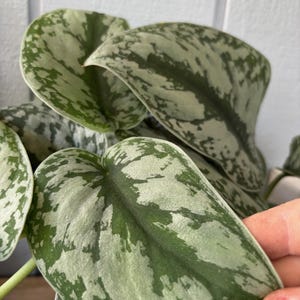 May include: Close-up of a Scindapsus pictus plant, also known as Satin Pothos. The leaves are heart-shaped with a mix of green and silver variegation. The plant has a lush, textured appearance, with the leaves varying in size.