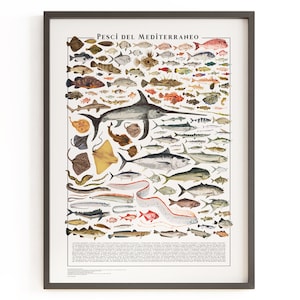 Poster - Pesci del Mediterraneo