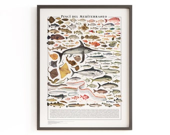 Poster - Pesci del Mediterraneo