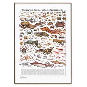 Poster - Crostacei e Cefalopodi del Mediterraneo