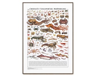PREVENDITA /// Poster - Pesci del Mediterraneo