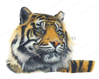 Sumatran Tiger