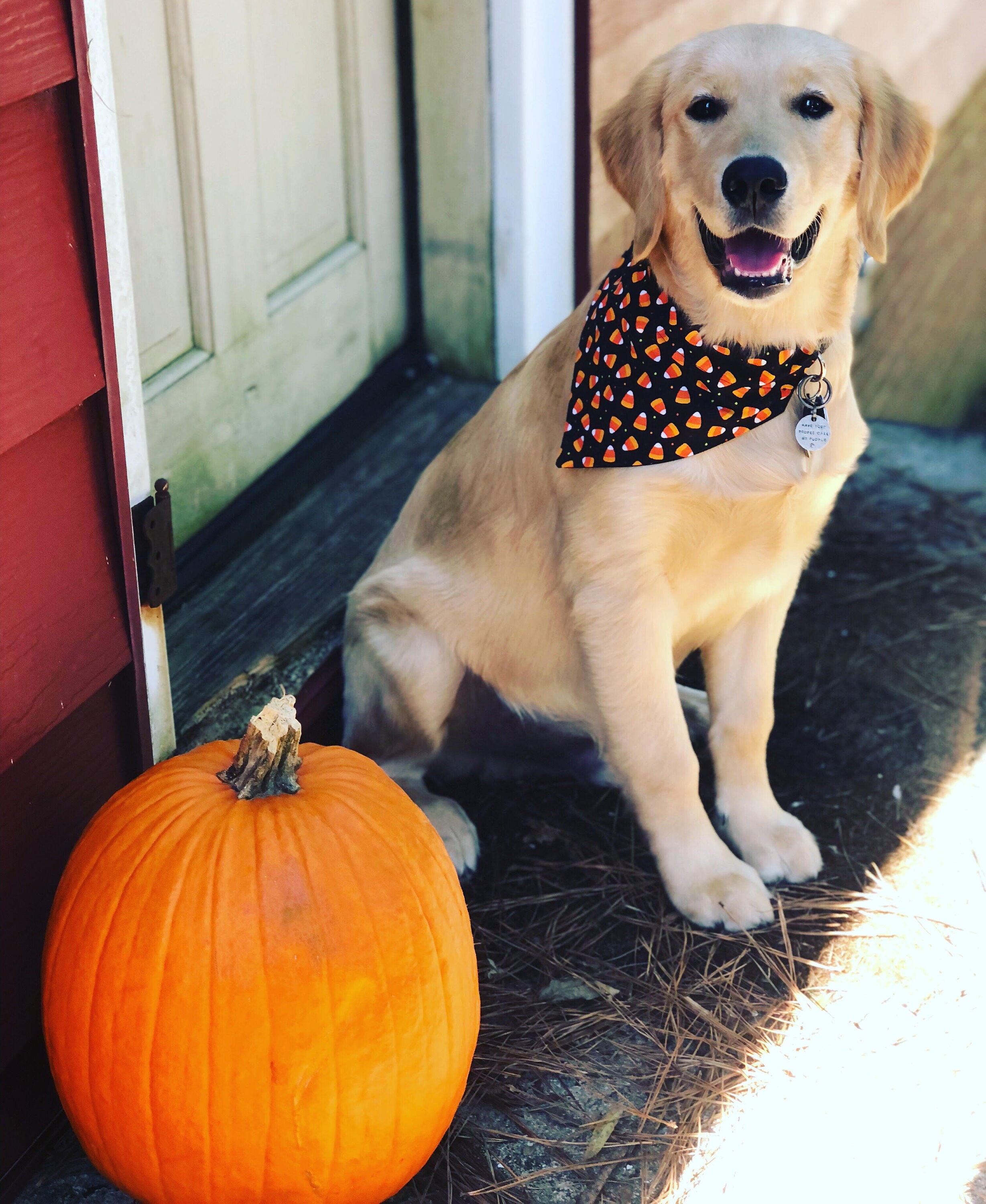 amazon paw patrol mighty pups