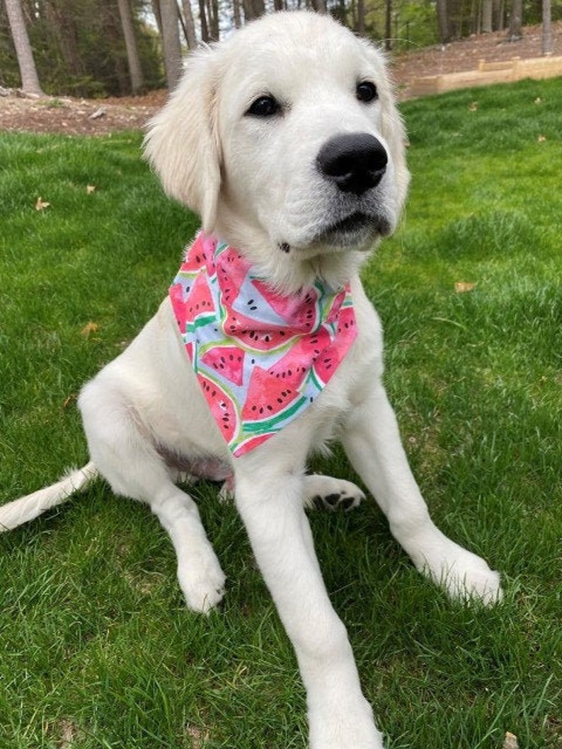 Watermelon Watercolor Dog Bandana, Summer Dog Scarf, Cat Scarf, 4th of July, Memorial Day, Summer Dog Gift, Puppy Bandana image 1