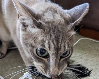 May include: A gray tabby cat with green eyes is playing with a black and white feather toy. The cat is looking intently at the toy and has its mouth open as if it is about to pounce.