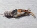 Samy House Sparrow realistic bird cattoy chase teaser by Tiga Toys, feather,interactive handmade,unique bird, jouet pour chat 
