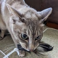 OUT OF STOCK Handmade Realistic Bird Cat Toy: Feather Teaser Wand for Indoor Exercise and Stimulation