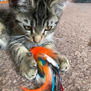 Parrot cat toy cheap