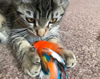 Percy Parrot Cat Toy – Feather Wand Attachment Chase & Play Toy