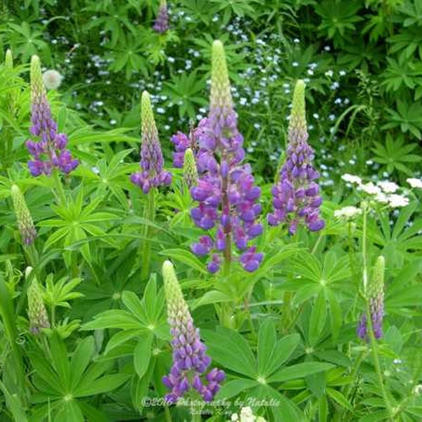 Maine Lupines and wildflowers