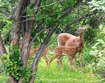 Momma and the twins