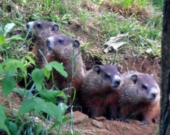 The 4 of us! The woodchuck babies