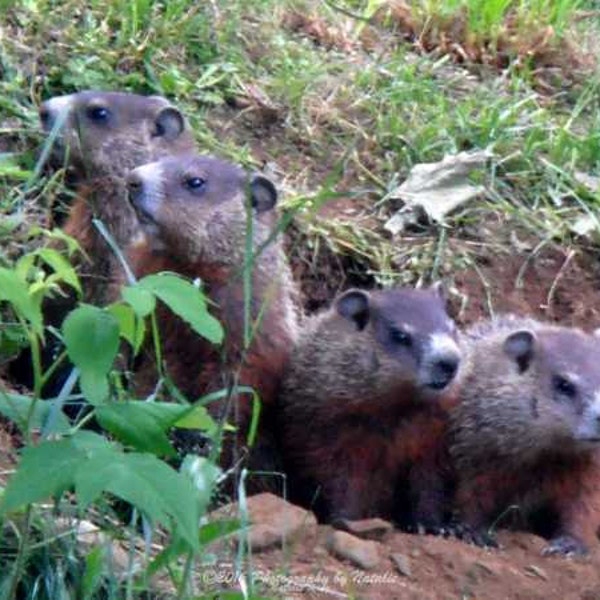 The 4 of us! The woodchuck babies