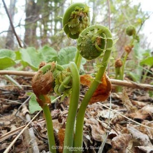 May include: Close-up of a group of fiddleheads, a type of fern sprout, unfurling in a woodland setting. The fiddleheads are green and brown, and the background is a mix of green leaves and brown woodland floor.