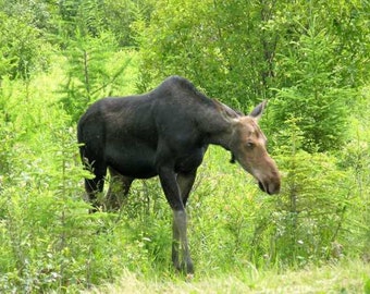 Ms. Moose coming out to talk!