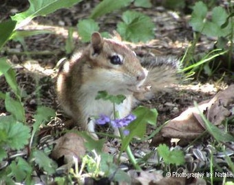 PRINTED 8x10 Photo Chipmunk & Flower