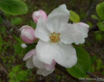 Up close and personal with an apple blossom