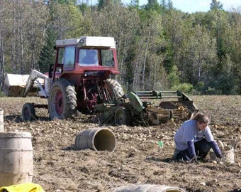 Maine Potato Picking Using Hand Crews