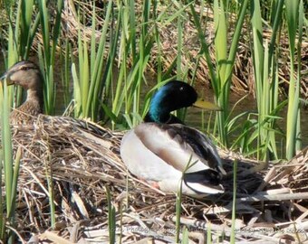 Ducks, a mated pair