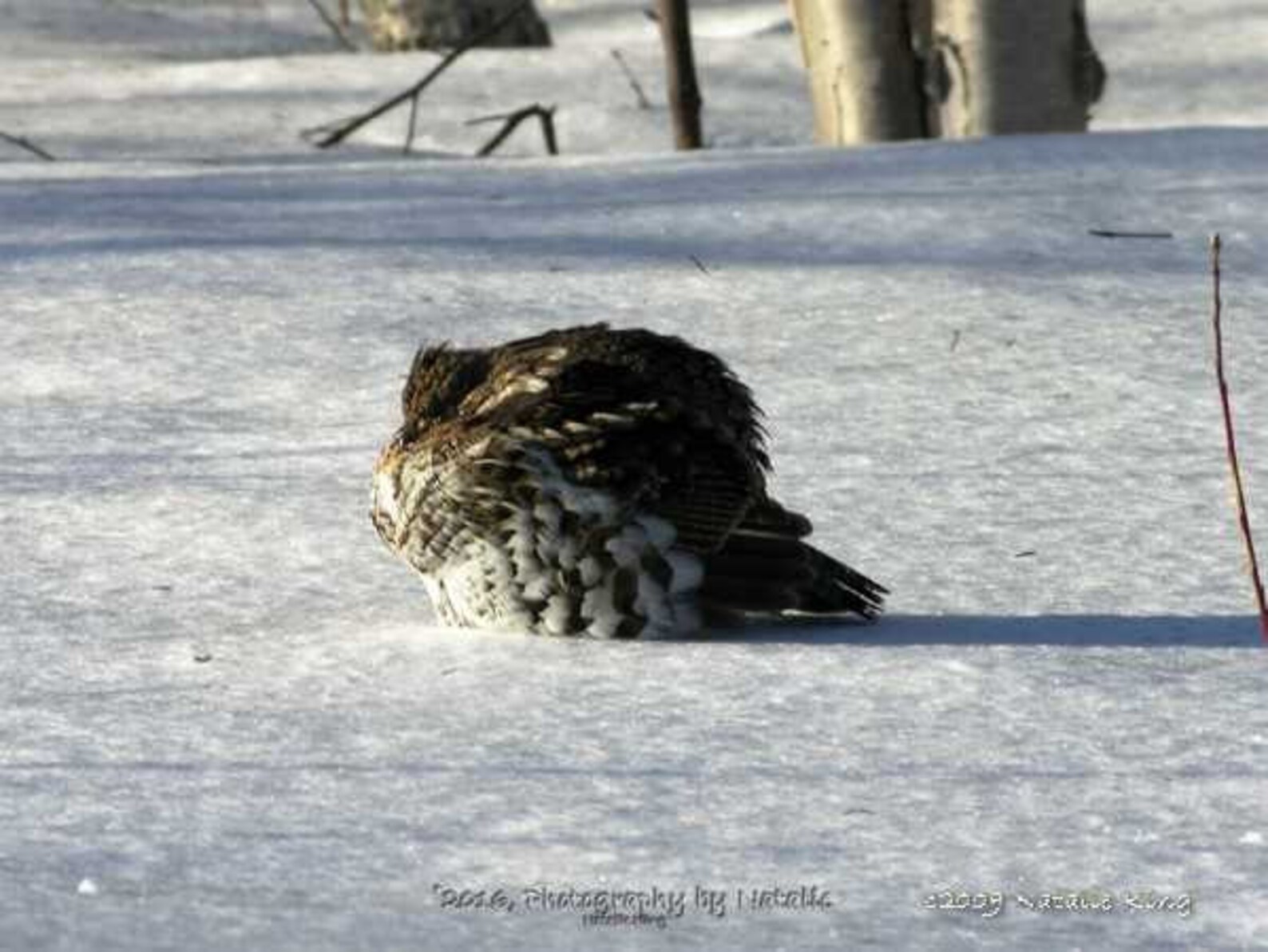 Maine Partridge Sunning Itself Digital Download Etsy