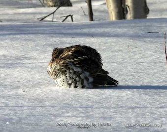 Maine Partridge sunning itself, Digital Download