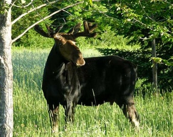 Maine Moose In Velvet Photo Ready to Ship