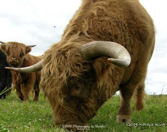 Highland Bull