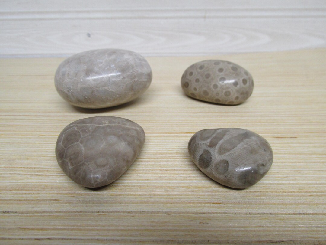 Pataski Rocks Petoskey Stones/rocks/lot of 4 Stones in Polished Condition - Etsy
