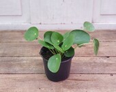 Pilea peperomioides 39 Chinese Money Plant 39 Live Plant 4 quot Pot