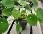 Pilea peperomioides 39 Chinese Money Plant 39 Live Plant 4 quot Pot