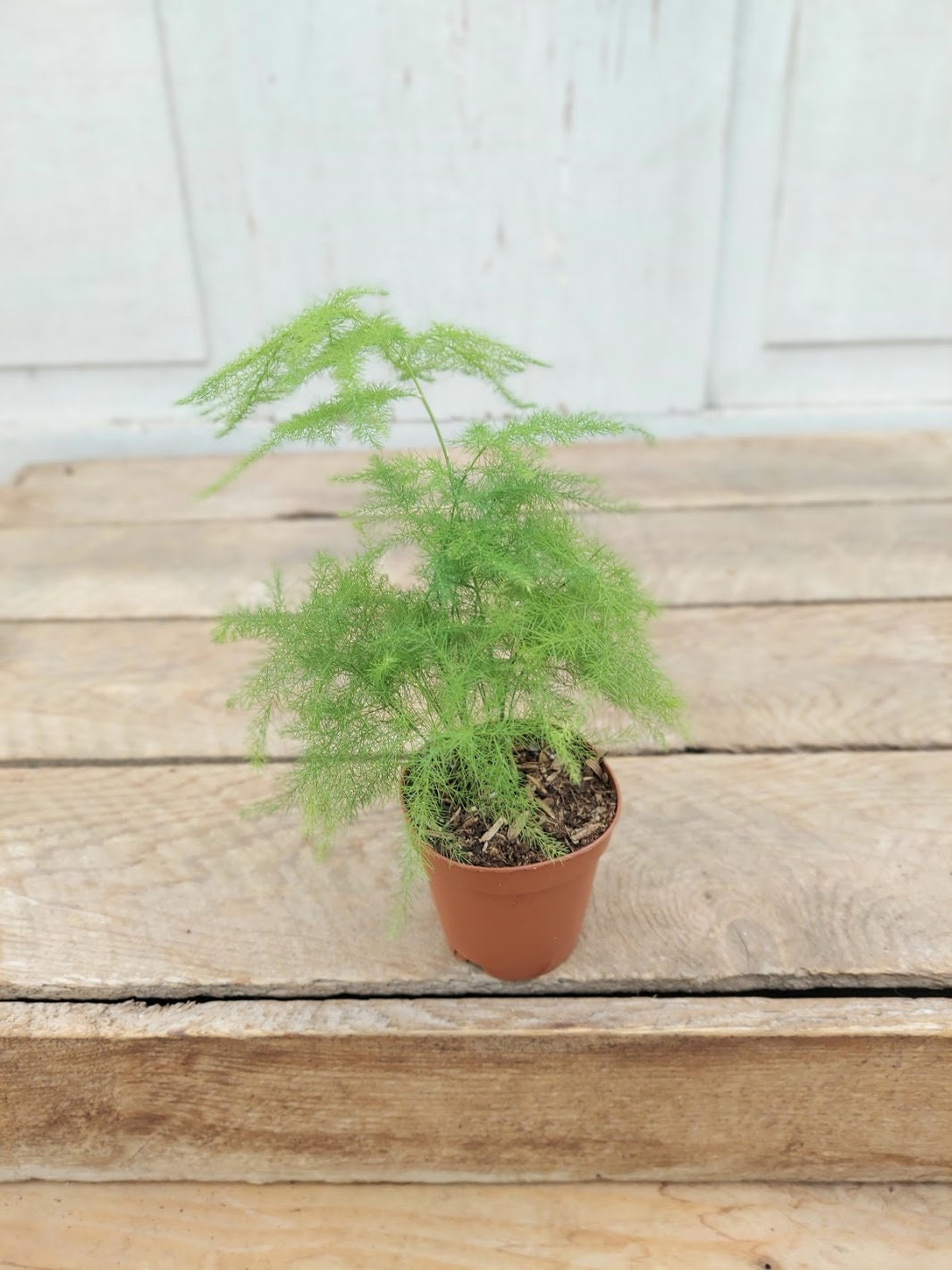 Asparagus &#39;Plumosa&#39; | Plumosa Fern | Live Plant 2&quot; Pot