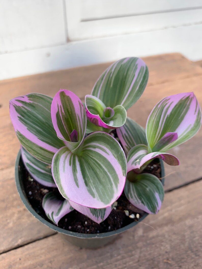 Tradescantia �Nanouk� Rare Pink Wandering Jew Live Etsy