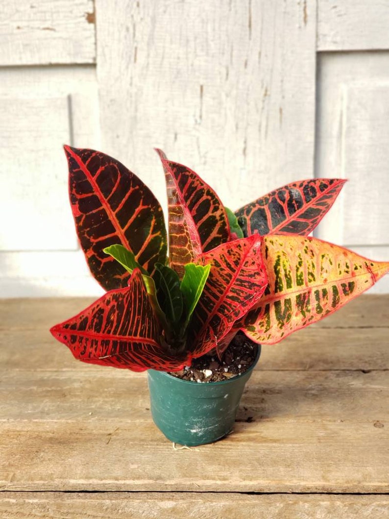 Codiaeum variegatum croton �red iceton� Live Plant Etsy