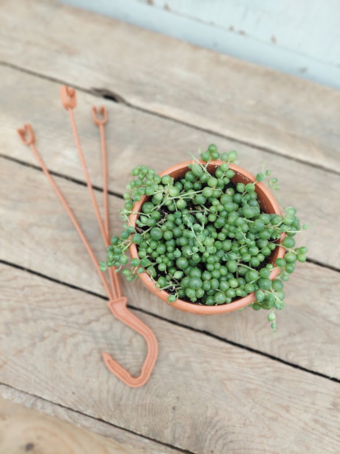 Senecio rowleyanus String of Pearls Live Plant 4 Etsy