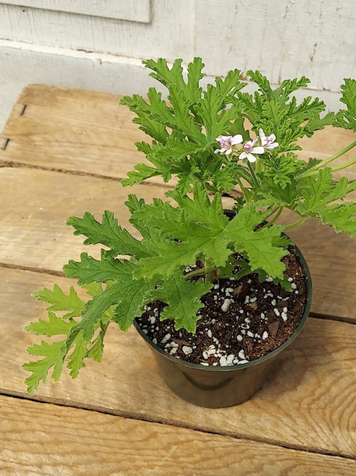 Pelargonium citrosum Citronella Mosquito Plant Scented Etsy