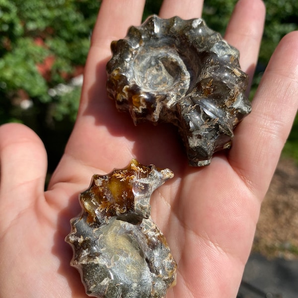 Ammonite Fossils Grade A Polished