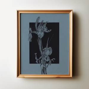 IRIS. Floral Charcoal Drawing, Original Charcoal Drawing, Botanical Fine Art Print, Vintage Art Print