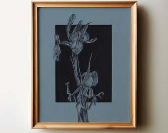 IRIS. Dessin floral au fusain, dessin original au fusain, impression d'art botanique, impression d'art vintage