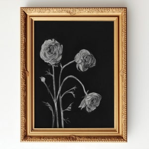 RANUNCULUS. Floral Charcoal Drawing, Original Charcoal Drawing, Botanical Fine Art Print, Vintage Art Print