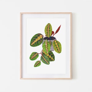 Botanical Print / Prayer Plant / Botanical Illustration / Bathroom Wall Decor / Home Decor / House Plants / Dorm Wall Art