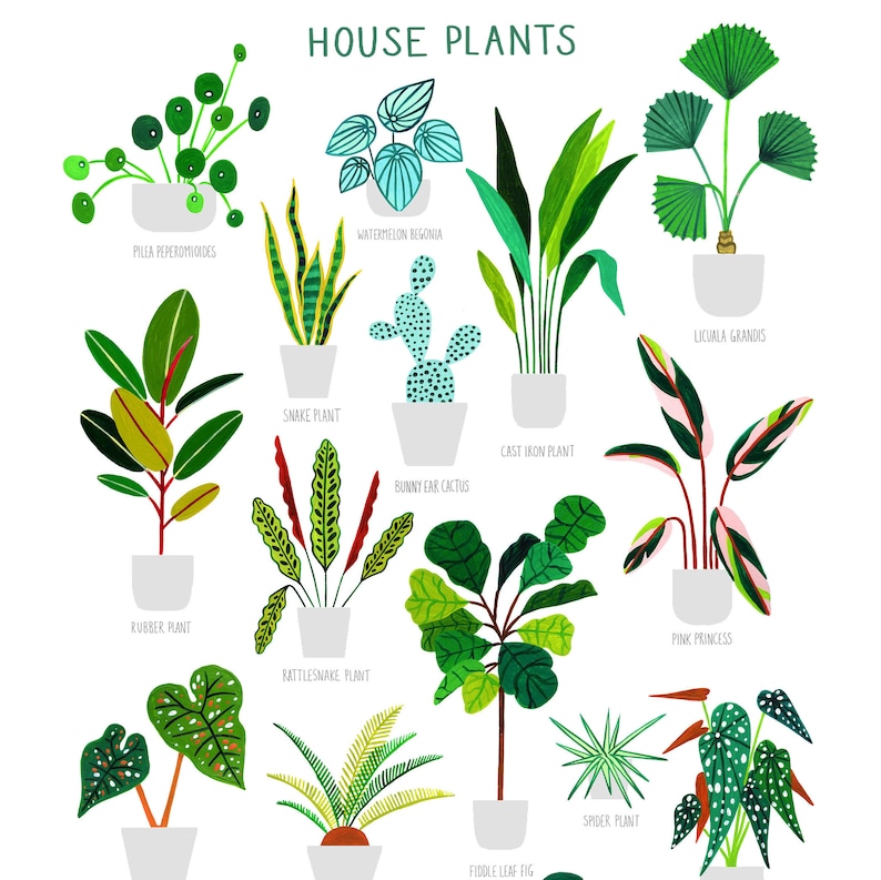 House Plants, Botanical Print, Plant poster, Indoor Plant, Bathroom Wall decor, Plant Lady, Plant lover gift, Home Decor, Illustration image 7