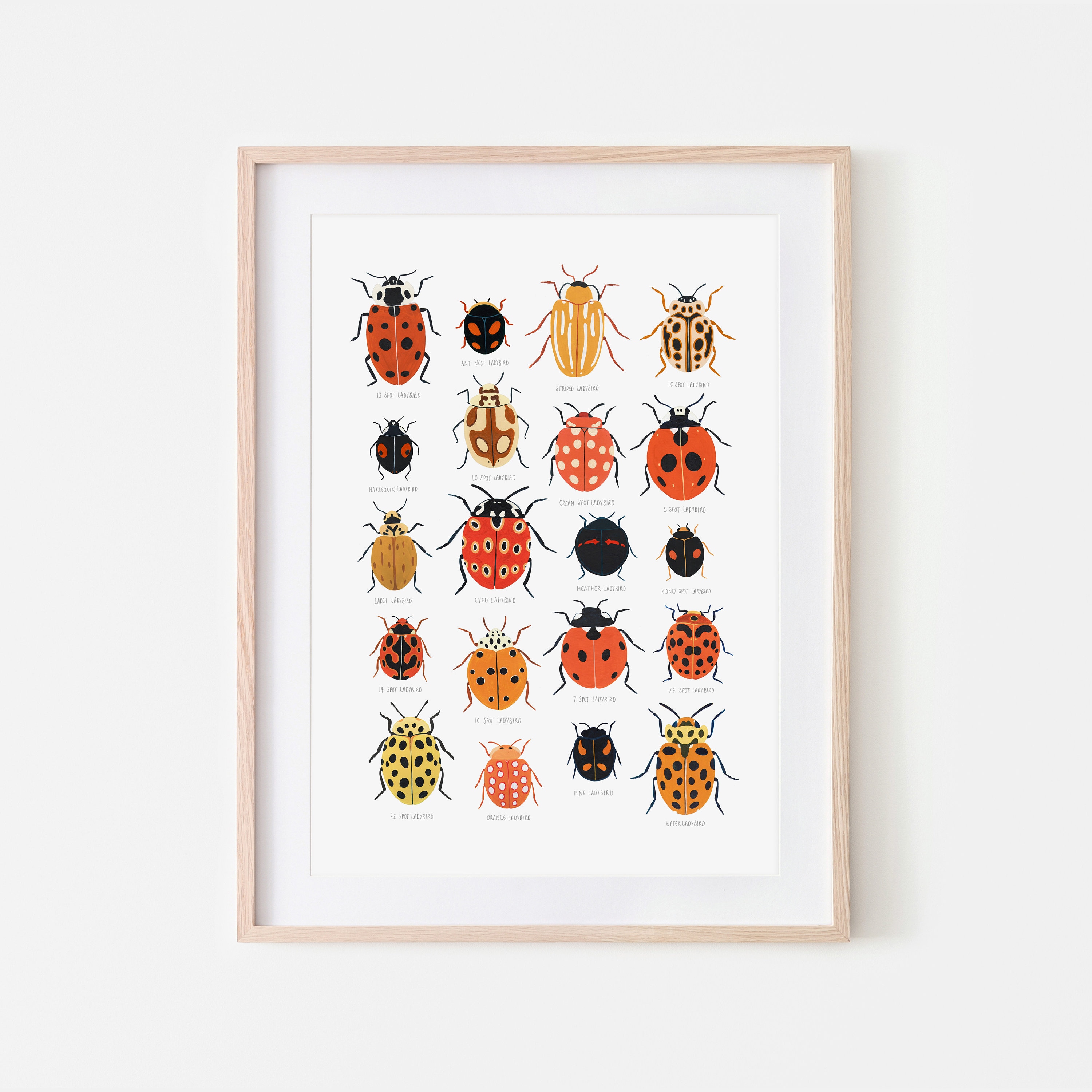 ladybirdページ Ladybird Identification Print, Ladybug, Natural History Poster