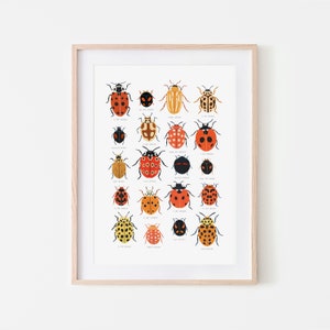 Ladybird Identification Print, Ladybug, Natural History Poster, Nursery Print, Beetle Print, Nursery Wall Art, Bugs Print, Kids Room Decor