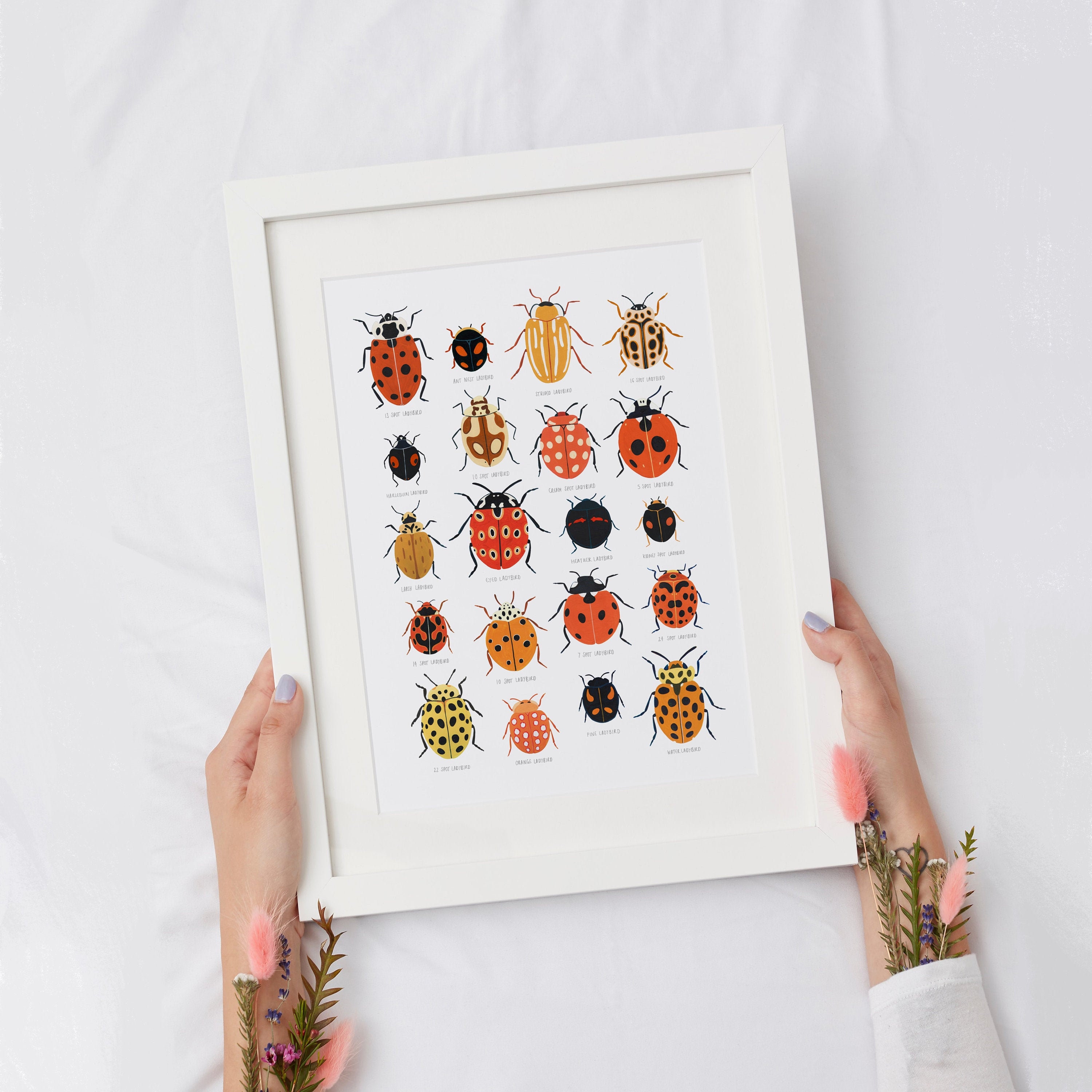 Ladybird Identification Print, Ladybug, Natural History Poster